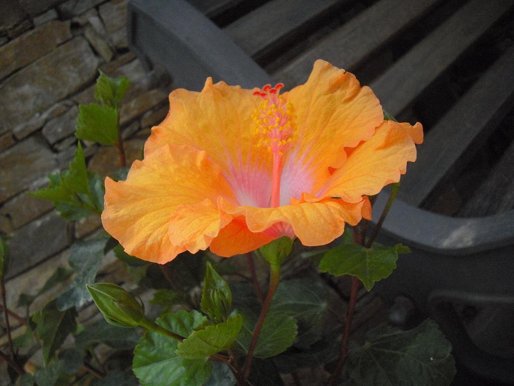 B&B Hibiscus Капотерра Экстерьер фото