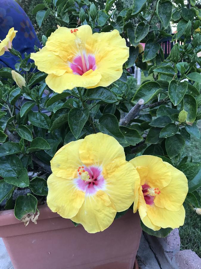 B&B Hibiscus Капотерра Экстерьер фото