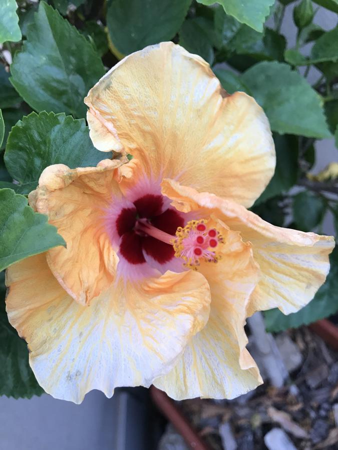 B&B Hibiscus Капотерра Экстерьер фото