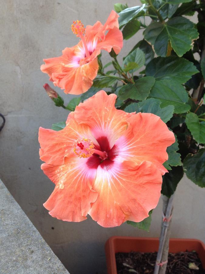 B&B Hibiscus Капотерра Экстерьер фото